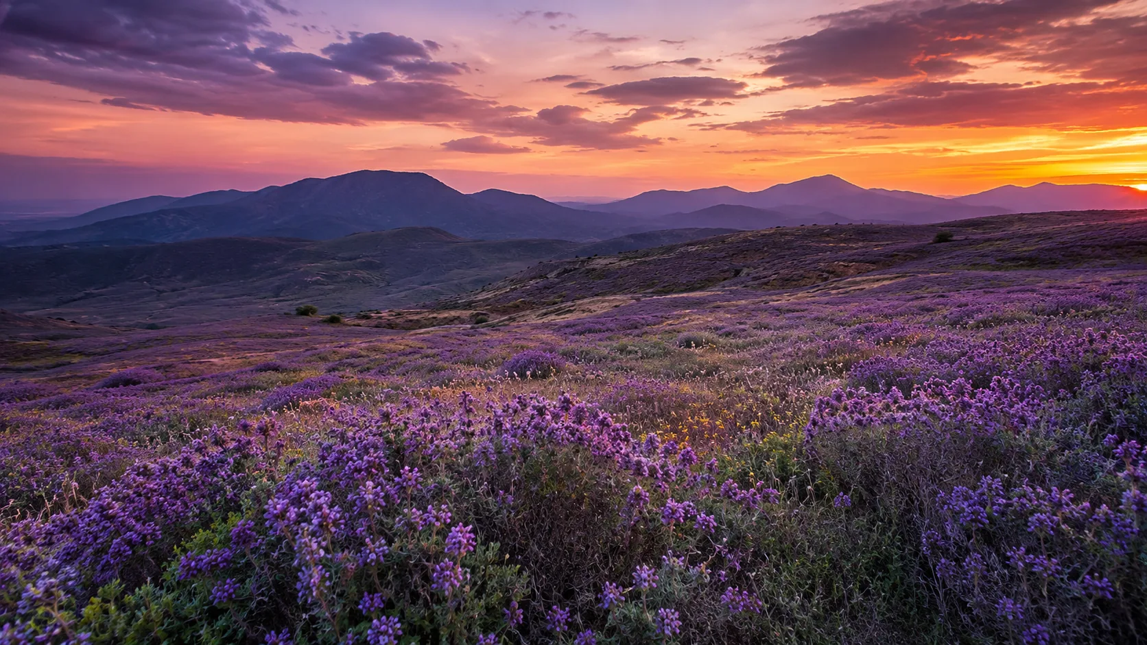 Purple Hills